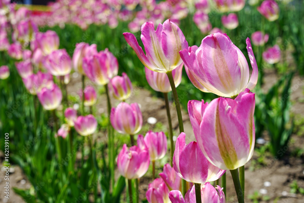 Pink Delicate tulips in the garden / close up