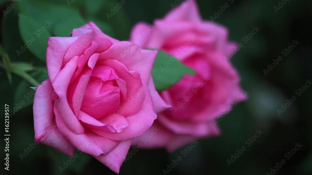 Dos Rosas en el Rosal Dos Rosas en el Rosal