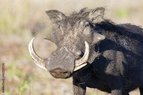 Single old Warthog with huge teeth portrait photo