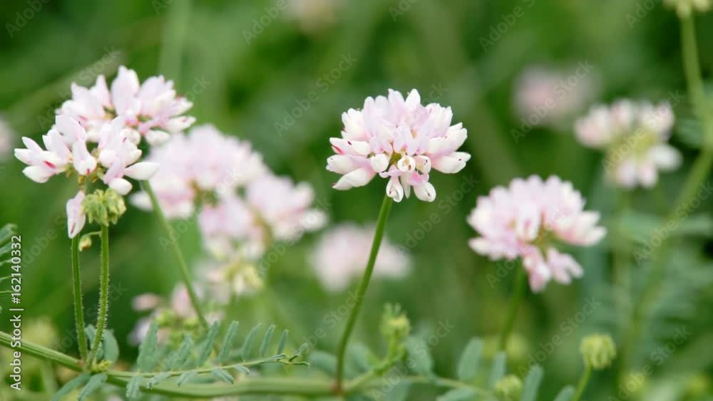 Nature of summer, flower field, wild flower meadow, Wild flowers of camomile close-up. Video for background, nature