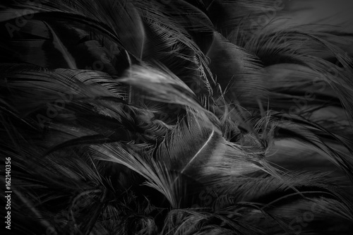 blur feather wool dark black with light abstract background
