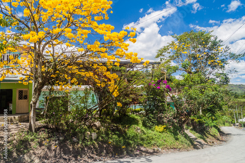 Fototapeta Naklejka Na Ścianę i Meble -  Blooming Tabebuia tree in San Andres de Pisimbala village in Colombia