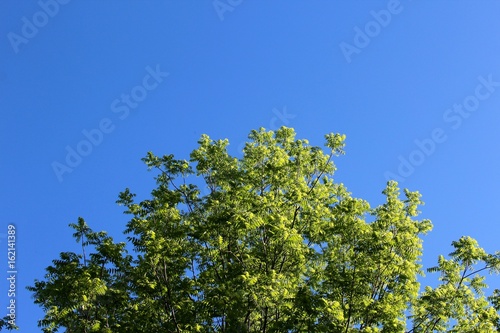 Bilde på lerret The green leaves on the treetops with the blue sky background.