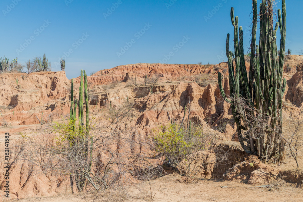 Cacti, plants and orange rock formations in Tatacoa desert, Colombia Cacti, plants and orange rock formations in Tatacoa desert, Colombia