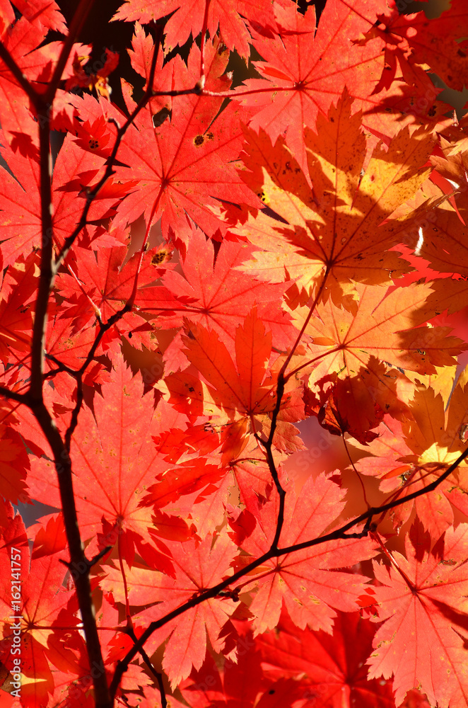 Autumn, red maple tree, autumnal ornament, fall background Autumn, red maple tree, autumnal ornament, fall background