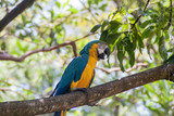 Blue-and-yellow macaw (Ara ararauna) in El Gallineral park in San Gil, Colombia