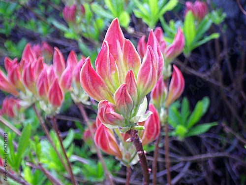 Unusual rose flower