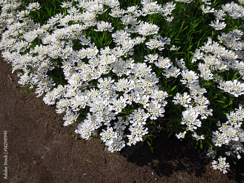 Beautiful field of white flowers