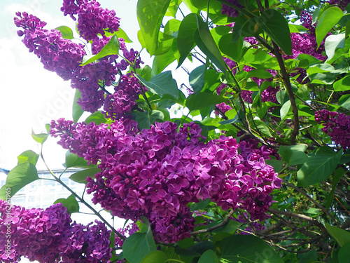 Beautiful purple flowers