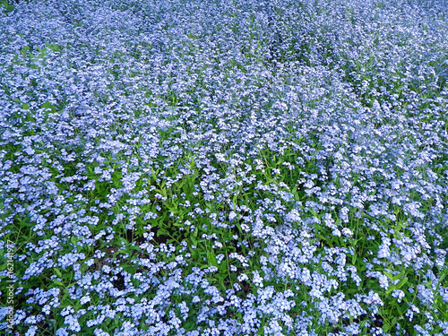 Field of blue flowers