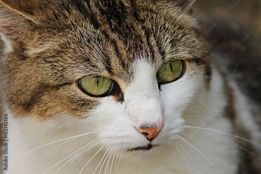 Hauskatze mit grünen Augen