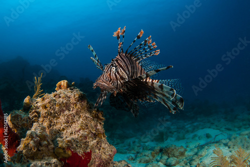 The red lionfish is an invasive species in the Caribbean. The pretty creature that arrived through the aquarium trade is a stress to the ecosystem in its new habitat and is damaging the environment.