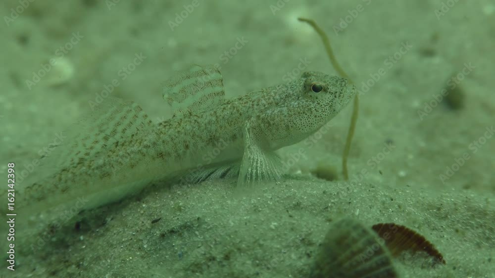 Male Marbled goby (Pomatoschistus marmoratus) protects its territory, close-up.
Male Marbled goby (Pomatoschistus marmoratus) protects its territory, close-up.