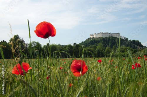 poppy in front of the castle of Salzburg