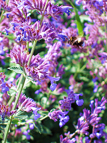 Bee on the flower