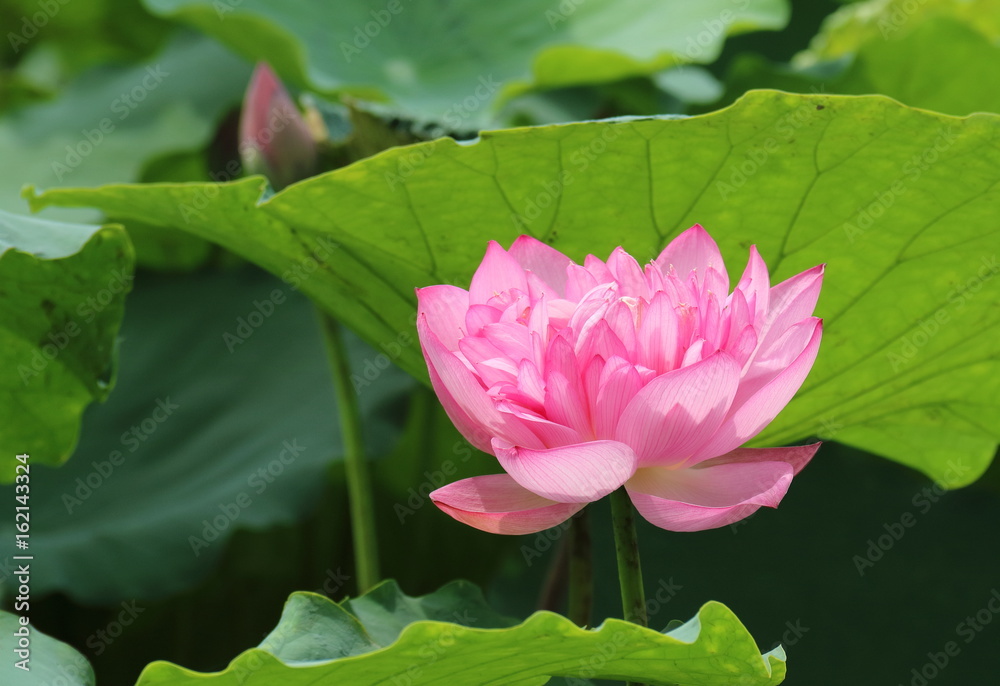ハノイの蓮の花