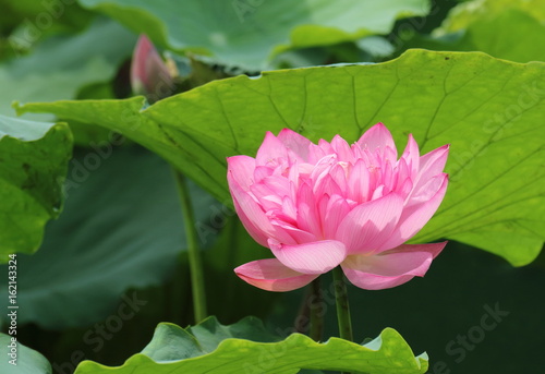 ハノイの蓮の花