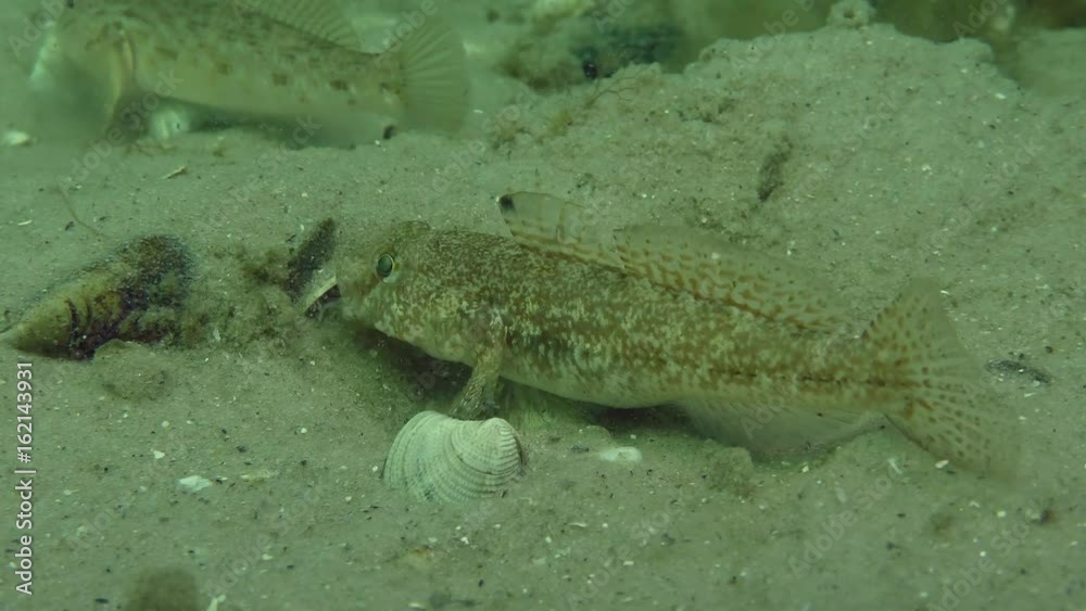 Fish Black goby (Gobius niger) is looking for food digging the sandy bottom, medium shot.
Fish Black goby (Gobius niger) is looking for food digging the sandy bottom, medium shot.