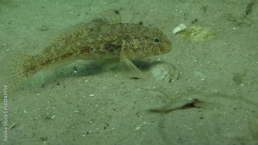 Fish Black goby (Gobius niger) digs a sandy bottom in search of food, close-up.
Fish Black goby (Gobius niger) digs a sandy bottom in search of food, close-up.
