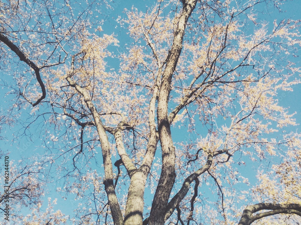 Fototapeta premium Cherry Blossom. 