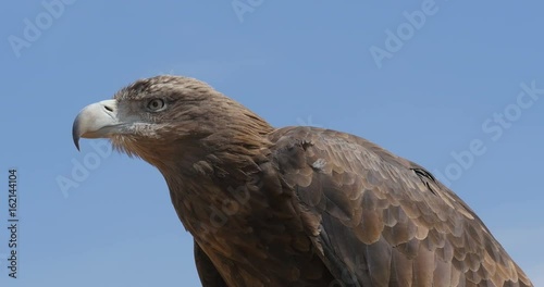 wild eagle with blue sky