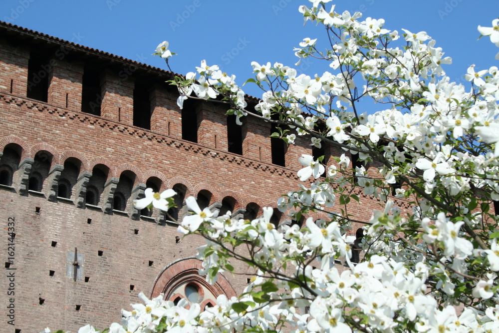 Obraz premium Castello visconteo_Pavia_Attraverso i fiori