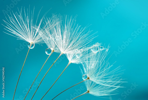 Seeds of dandelion flowers with water drops on a blue and turquoise background macro.