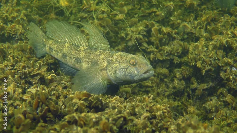Reproduction Black goby (Gobius niger): a male in a nuptial attire on a shell bottom.
Reproduction Black goby (Gobius niger): a male in a nuptial attire on a shell bottom.