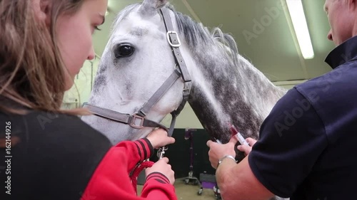 Research and treatment sick horse in horse doctor, veterinarian colic complaints 2