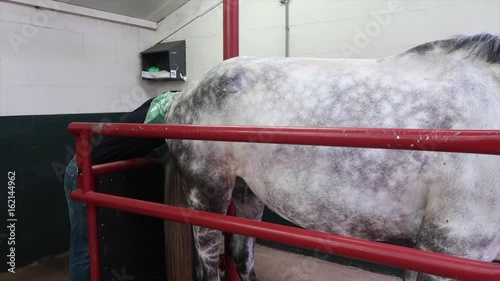 Research and treatment sick horse in horse doctor, veterinarian colic complaints 