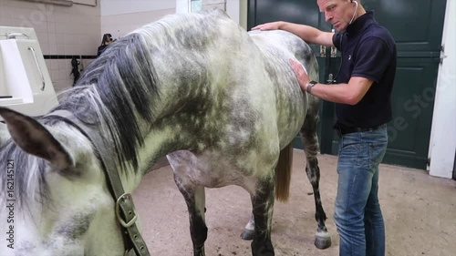 Research and treatment sick horse in horse doctor, veterinarian colic complaints  photo