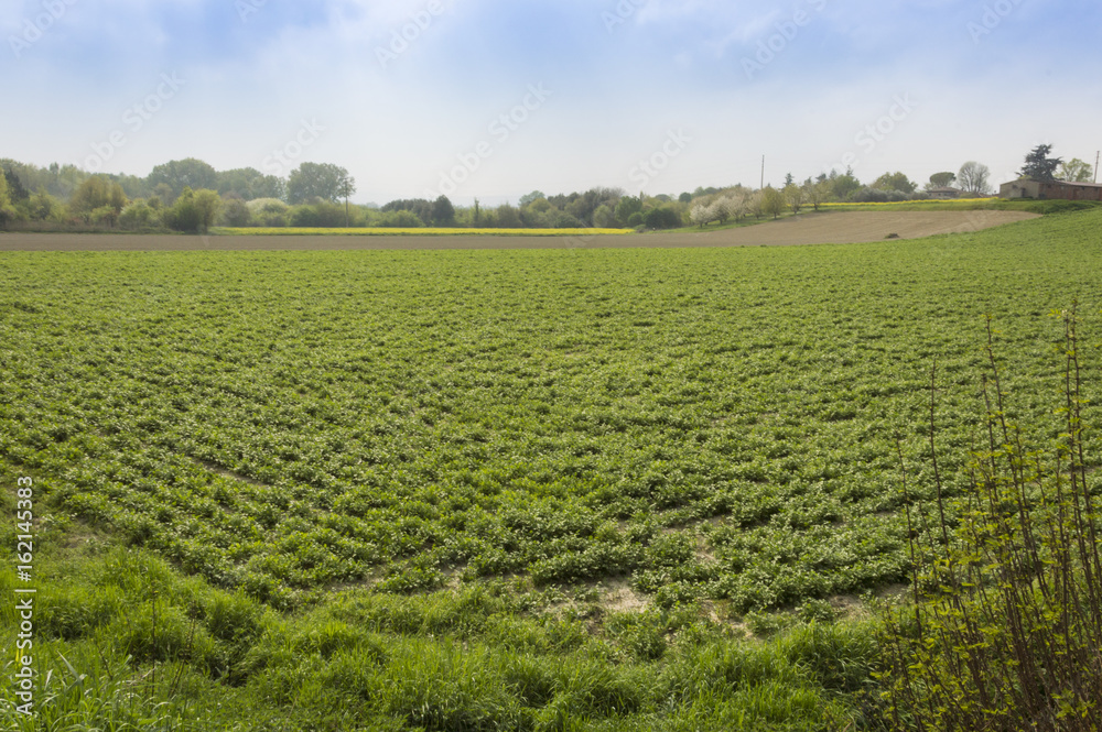 Texture of a cultivated field after passage of tractors and sowing Texture of a cultivated field after passage of tractors and sowing