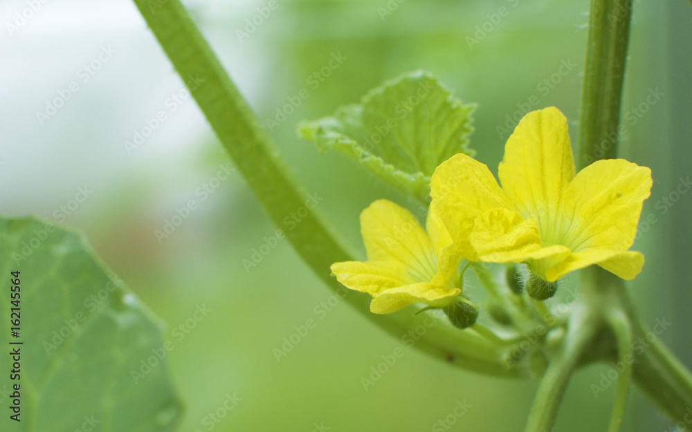 Yellow melon flower in greenhouse. Yellow melon flower in greenhouse.