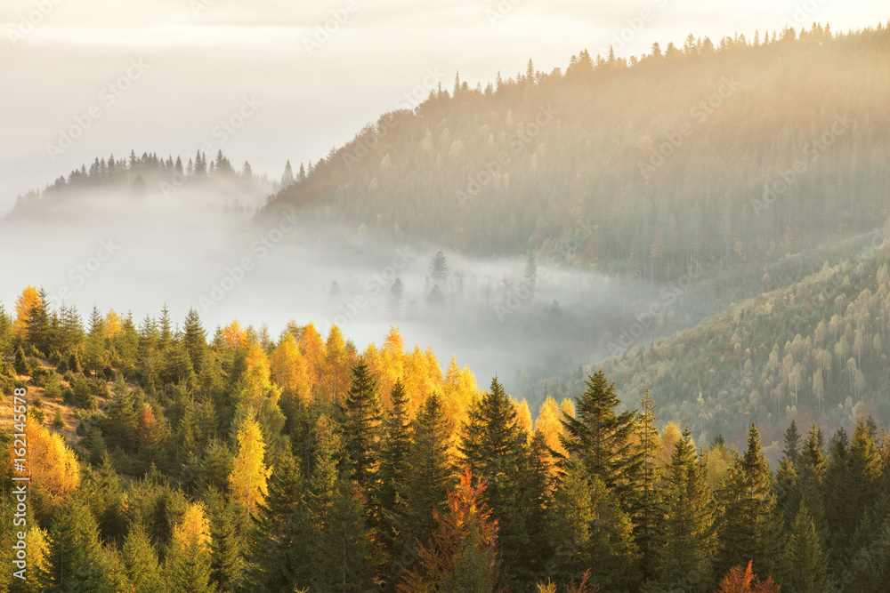 Autumn forest in the mountains