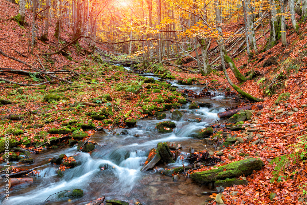 Naklejka premium Autumn forest in the mountains