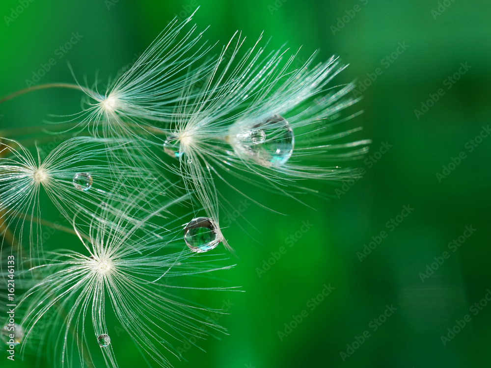 Naklejka premium Dandelion z pięknymi przejrzystymi kroplami jasna woda na naturze na zielonym tła zakończeniu makro-. Jasny kolorowy artystyczny obraz natury.