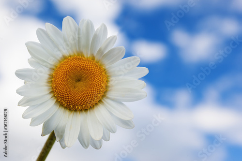 Chamomile against the sky.