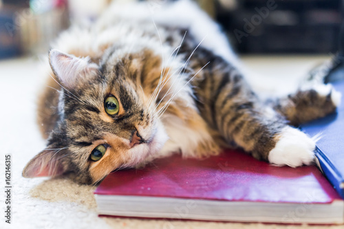 Closeup portrait of calico maine coon cat with green eyes lying on top of books