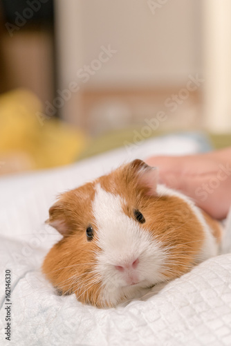 撫でられてリラックスするモルモット