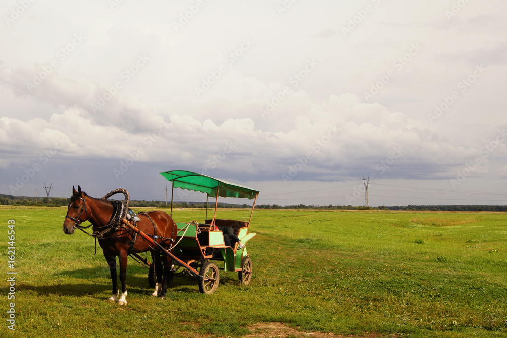 Alone horse in harness with wagon standing on the green grassy field. Russia.