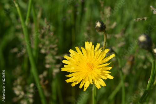 Fototapeta Naklejka Na Ścianę i Meble -  Over Grown Yard with Yellow Dandelions Blooming
