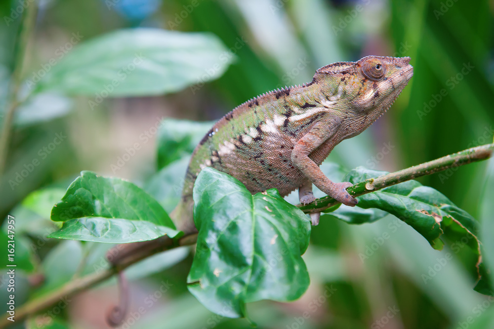 Fototapeta premium Green chameleon