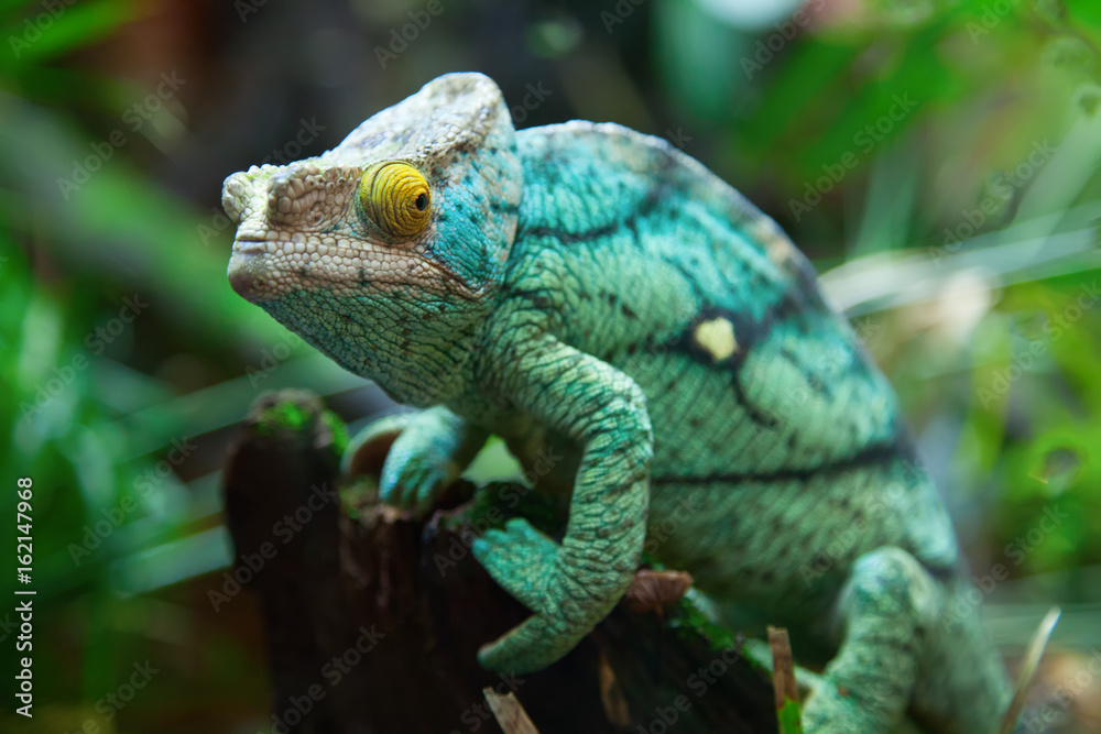 Fototapeta premium Zielony kameleon