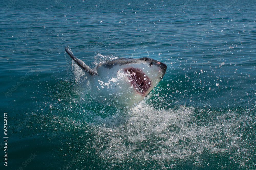 Naklejka premium Great White Shark(Carcharodon carcharias)