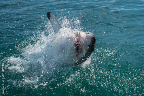 Great White Shark(Carcharodon carcharias) © vaclav