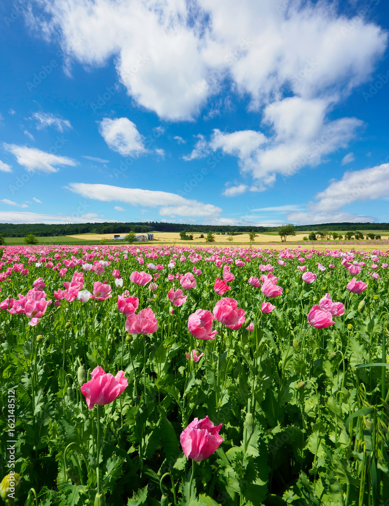 Mohnblüte Grandenborn am Hohen Meissner