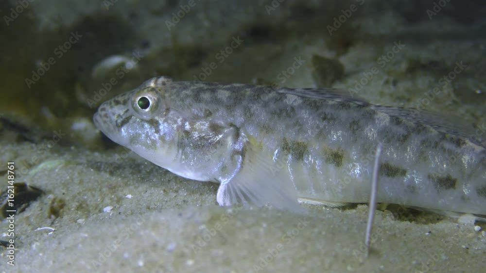 Sand goby or Monkey goby (Neogobius fluviatilis) lies on the sandy bottom, then leaves the frame, medium shot.
Sand goby or Monkey goby (Neogobius fluviatilis) lies on the sandy bottom, then leaves the frame, medium shot.