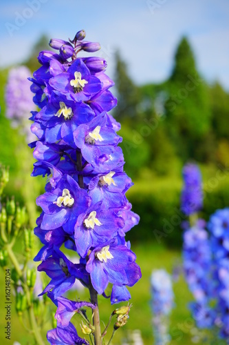 Delphinium - blue delphinium in garden - larkspur
 photo