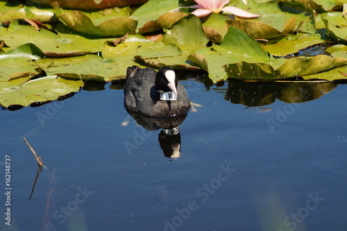 Fulica atra on water surface - coot 