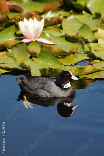 Fulica atra on water surface - coot 